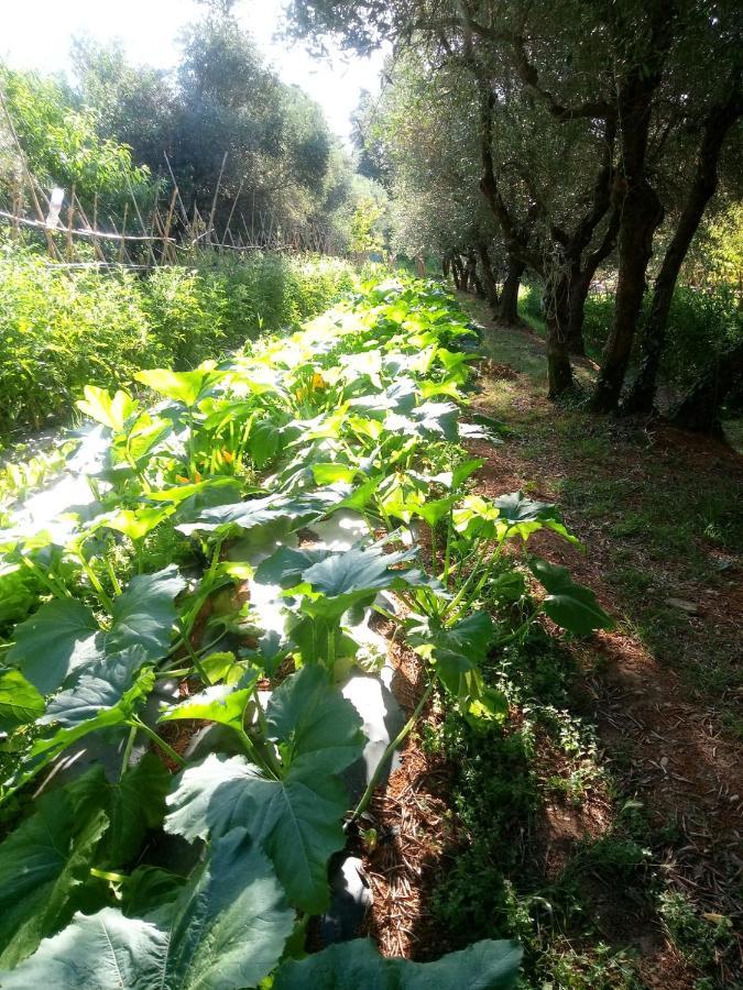Apartament Az.Agricola Agriturismo La Locanda Di Lann Fucecchio Zewnętrze zdjęcie