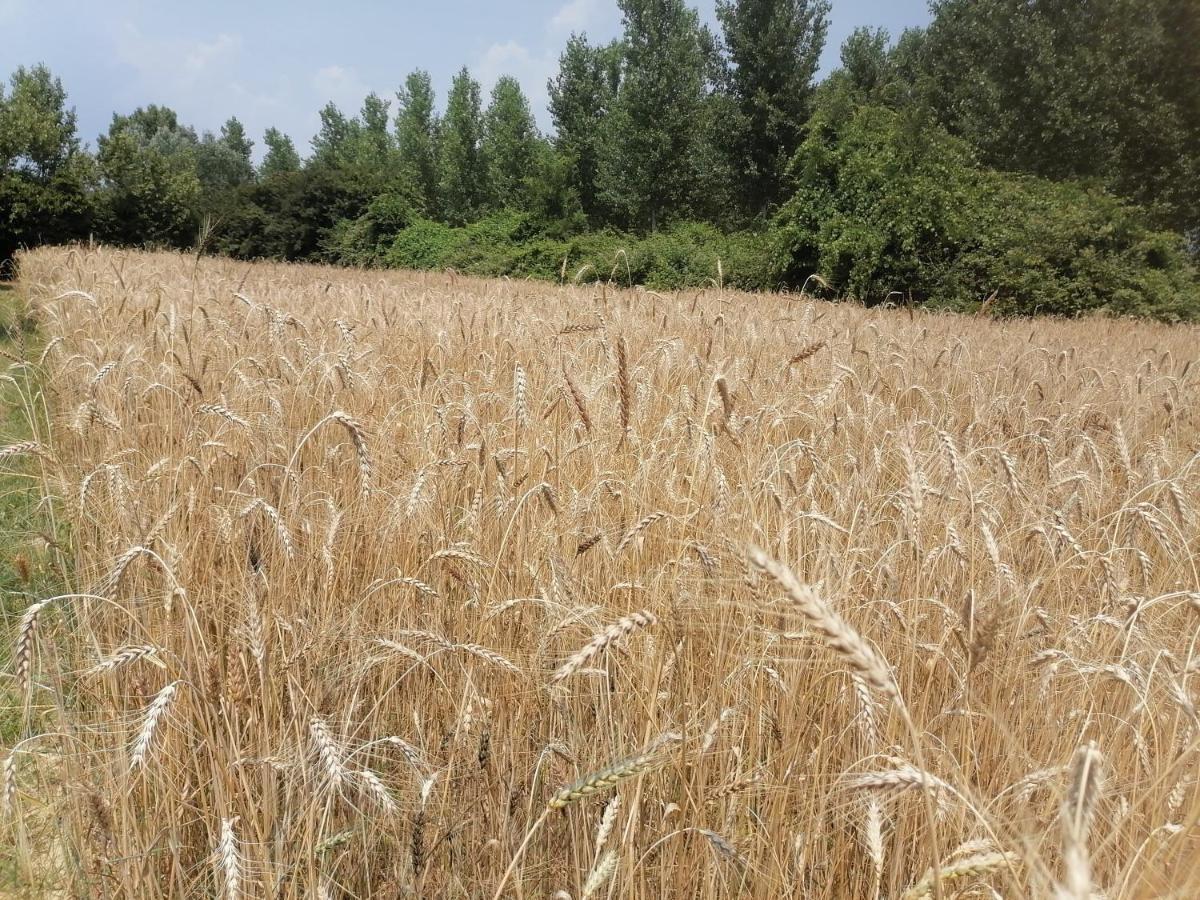 Apartament Az.Agricola Agriturismo La Locanda Di Lann Fucecchio Zewnętrze zdjęcie